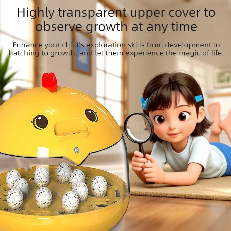 Incubadora con temperatura constante para huevos de gallina – Observación y cria