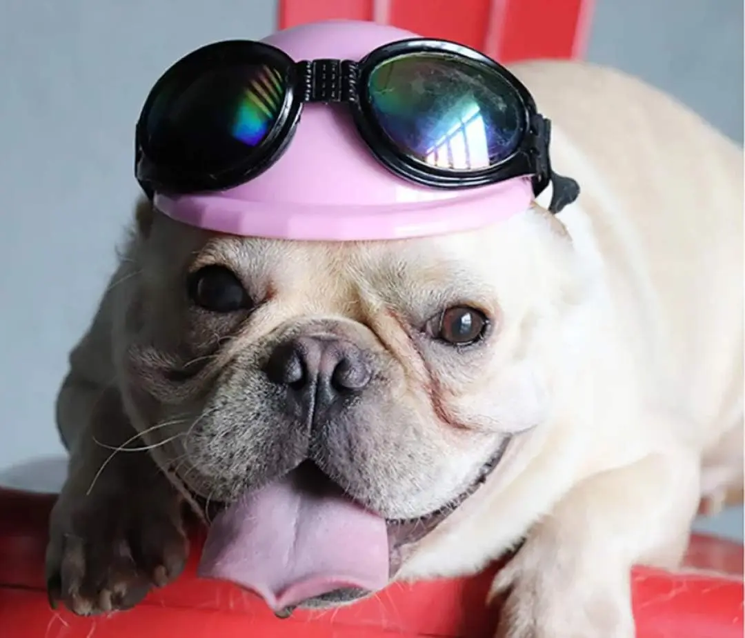 ATUBAN Juego de casco y gafas para mascotas, 2 piezas de casco y gafas de sol Gorra para mascotas Sombrero duro Gafas adorables para cachorros para mascotas pequeñas - imagen 5