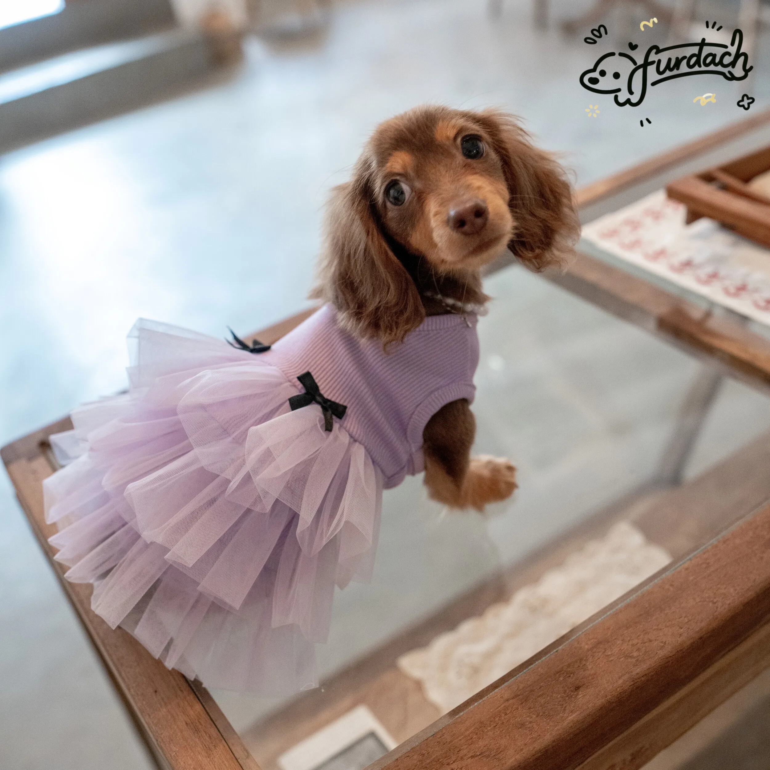 Vestido rosa encaje algodón falda morada para Dachshund primavera - imagen 5