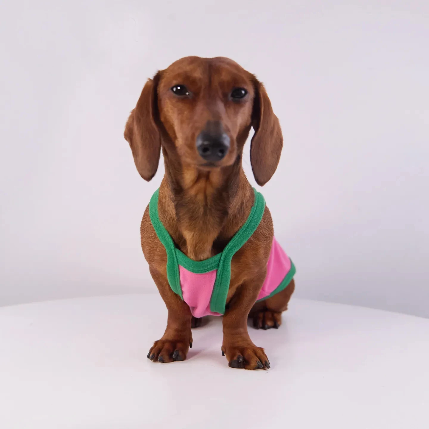 Chaleco de algodón para perro salchicha y perros pequeños - verano - imagen 2