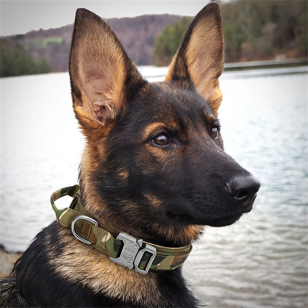 Collar para perros grandes y medianos con correa - Nailon resistente - imagen 3