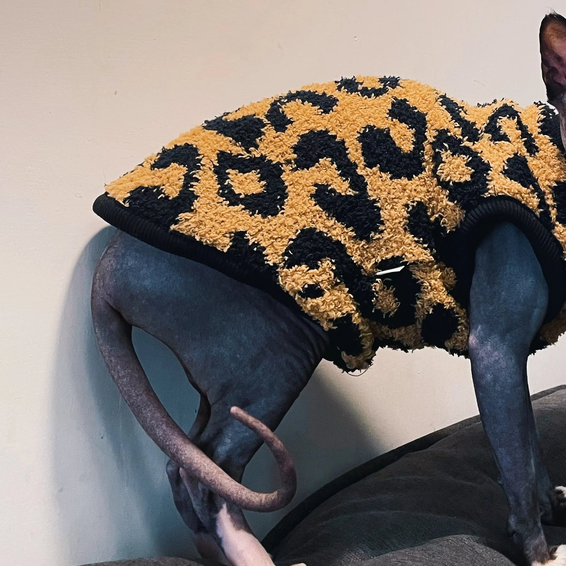 Brwon-abrigo polar de leopardo para gato sin pelo, chaleco de manga corta suave y cálido para invierno, suéter de Color oscuro Devon Rex para gato Sphynx - imagen 5