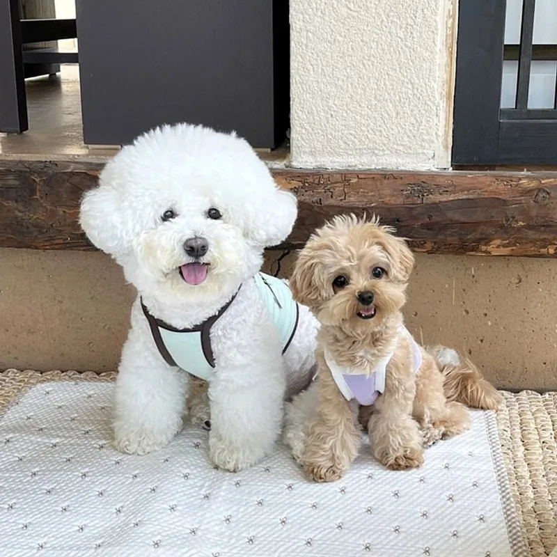 Camiseta algodón verano para perros pequeños - Yorkshire, Bichón y Teddy - imagen 5