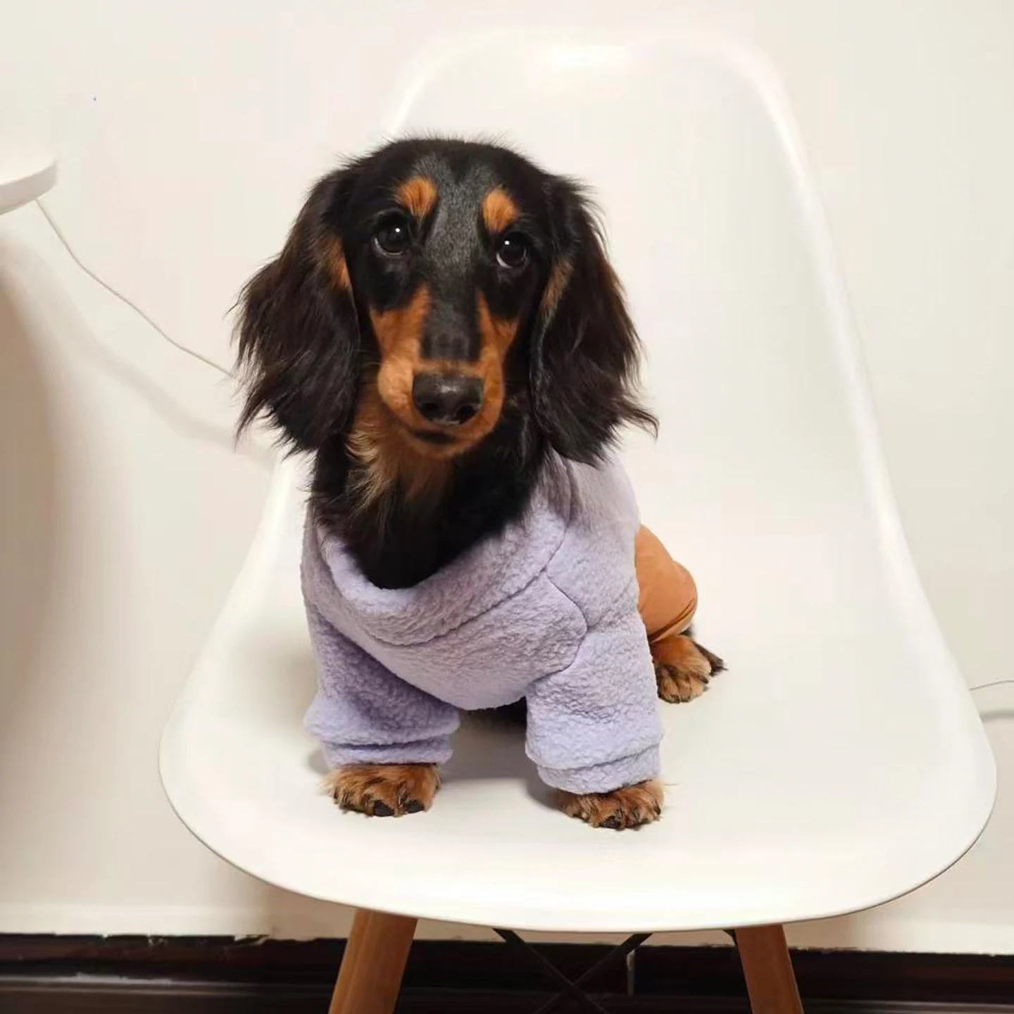 Sudadera morada para perro salchicha – Ropa suave primavera/otoño