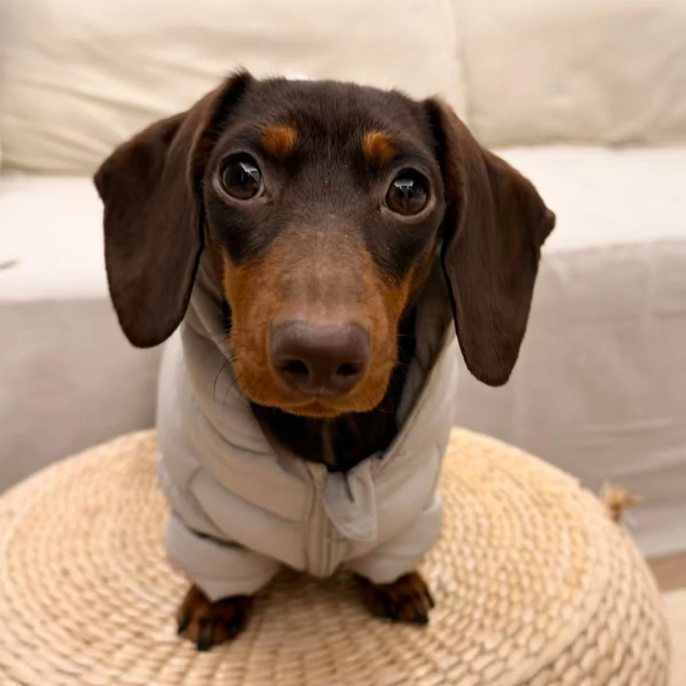 Abrigo invierno para perro pequeño – Chaqueta térmica con capucha - imagen 5