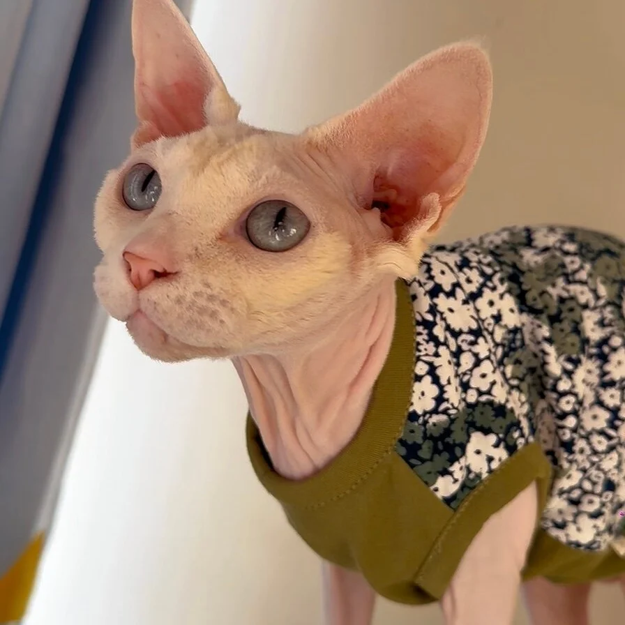 Camiseta de algodón para gato Sphynx – Ropa suave sin pelo - imagen 5
