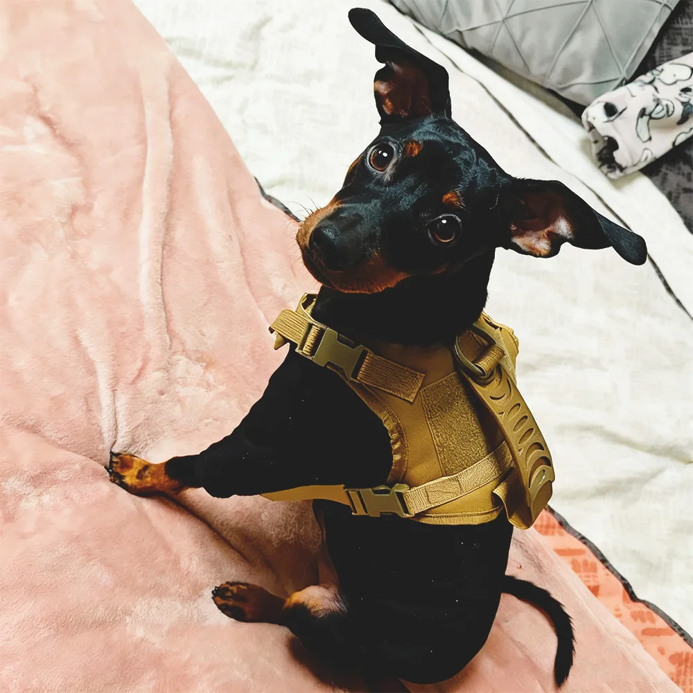 Conjunto de arnés y correa para gatos tácticos a prueba de Escape, arnés de chaleco ajustable con parches para perros pequeños y gatos, caminar y entrenar - imagen 5