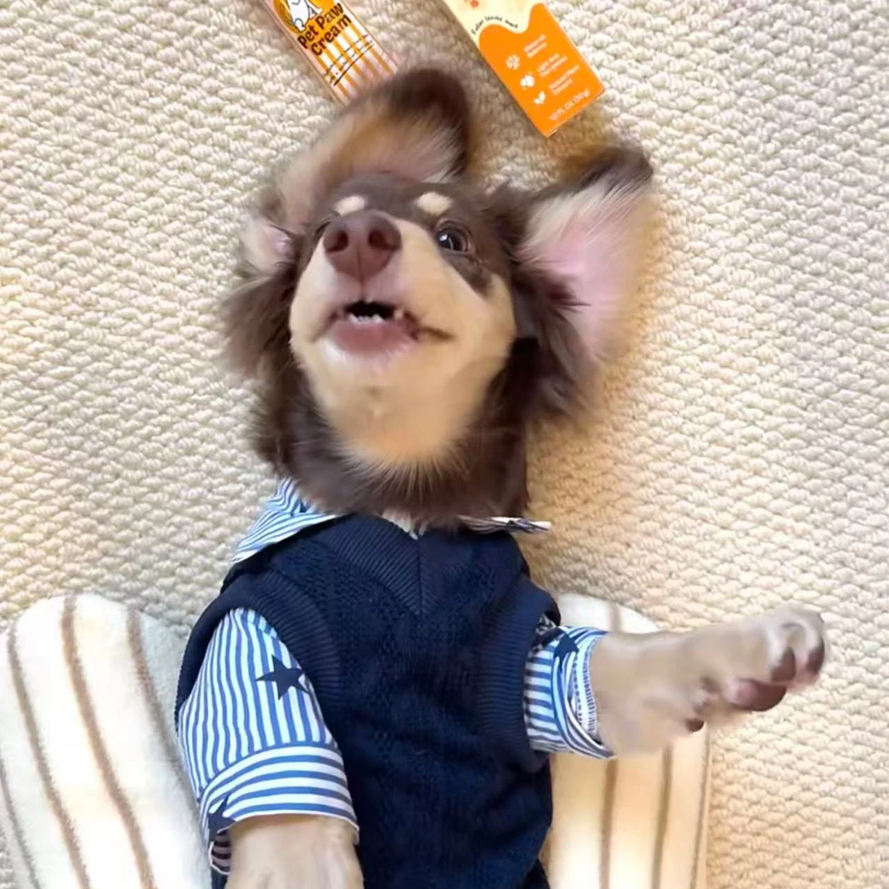 Conjunto vaquero para perros Dachshund – mono y camiseta - imagen 2