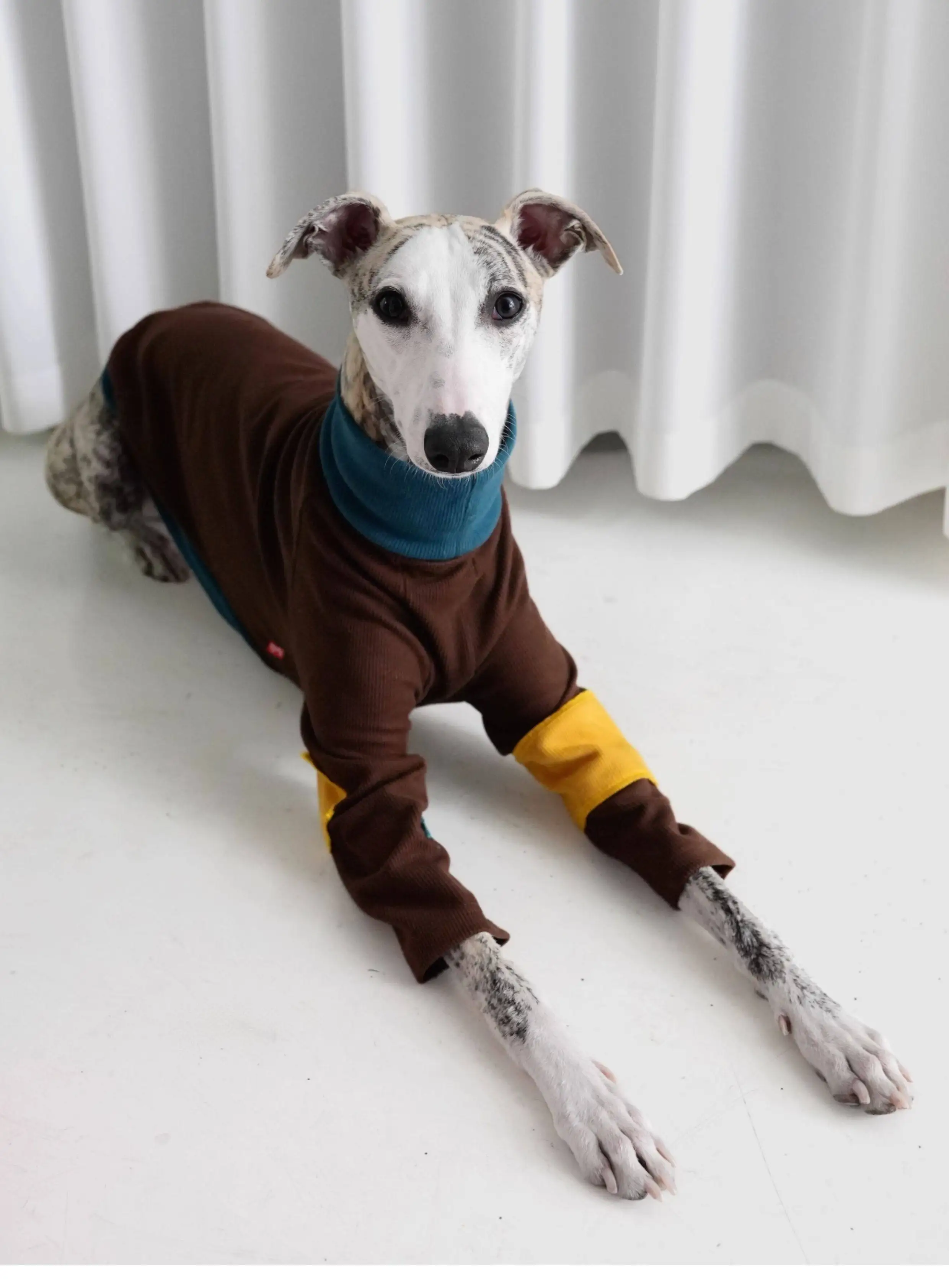 Cachorro con prenda ABQP 3