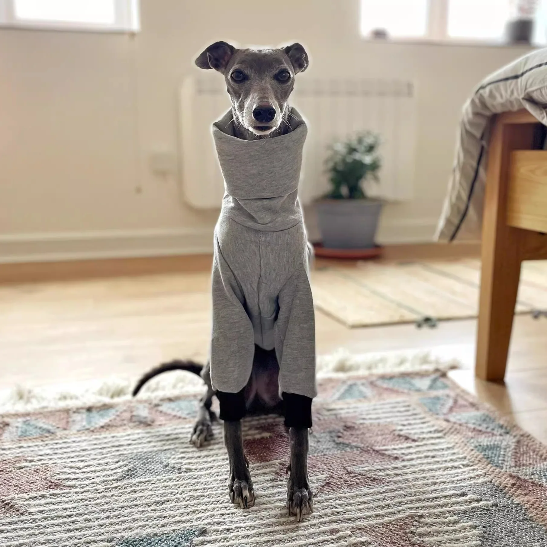 Mono de 2 patas de lana gris a la moda para galgo italiano, camiseta de manga larga con cuello alto para perros, pijamas de invierno para Whippet - imagen 2