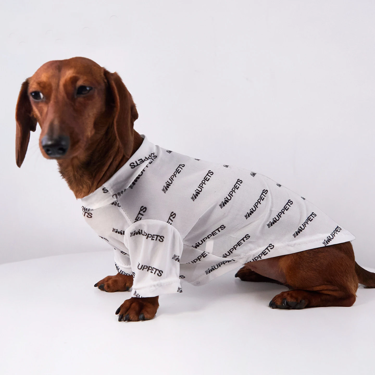 Pijama malla ultravioleta para perros pequeños Dachshund - imagen 3