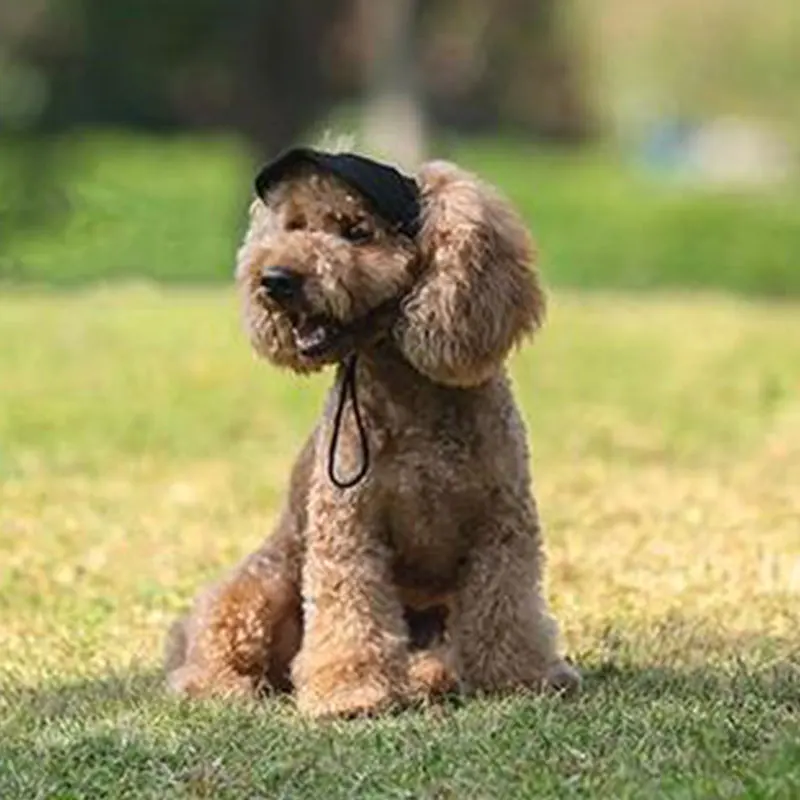 Gorra para perro, gorra de béisbol ajustable para cachorros, gorra Oxford, gorra con visera de béisbol para perro con orificios para las orejas, sombrero para el sol para deportes al aire libre, suministros para mascotas - imagen 3
