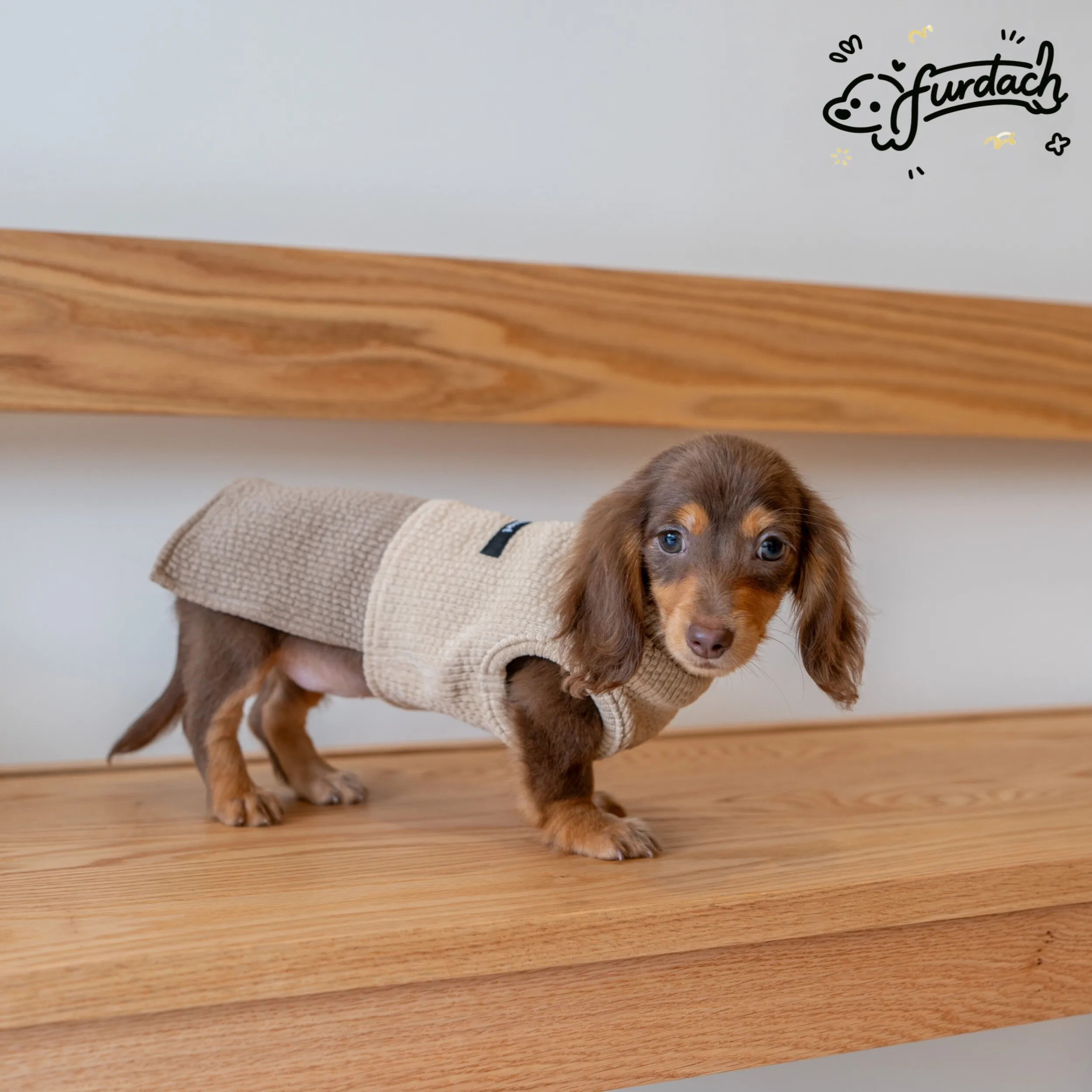 Chaleco sin mangas para Dachshund, algodón antiestático - imagen 2
