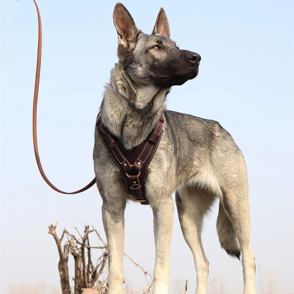 Suministros para mascotas para labrador con arnés duradero