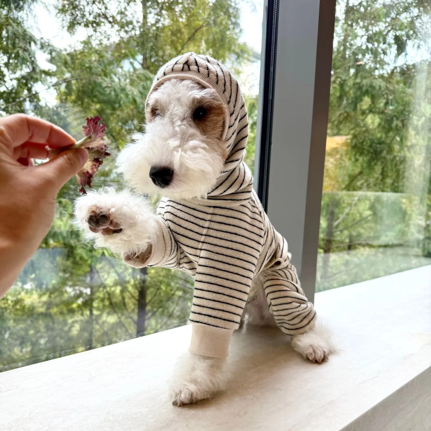 Camiseta de forro polar a rayas de cuatro patas para perros en invierno, sudadera con capucha de manga larga cálida en gris oscuro para galgos italianos, abrigo suave para Bedlington. - imagen 2