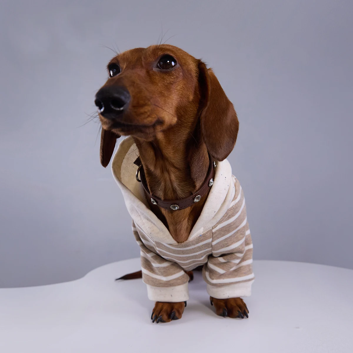 Sudadera a rayas para perros Wiener, chaqueta con capucha de invierno para perros Dogshund, abrigo de moda para primavera y otoño para perros pequeños y medianos de tejón - imagen 4