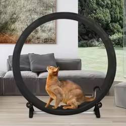 Rueda de ejercicio silenciosa multifunción para gatos