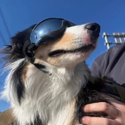 Gafas ajustables para perros, gafas de sol resistentes al viento e impermeables para protección ocular, gafas anti-UV para mascotas, suministros de moda para perros