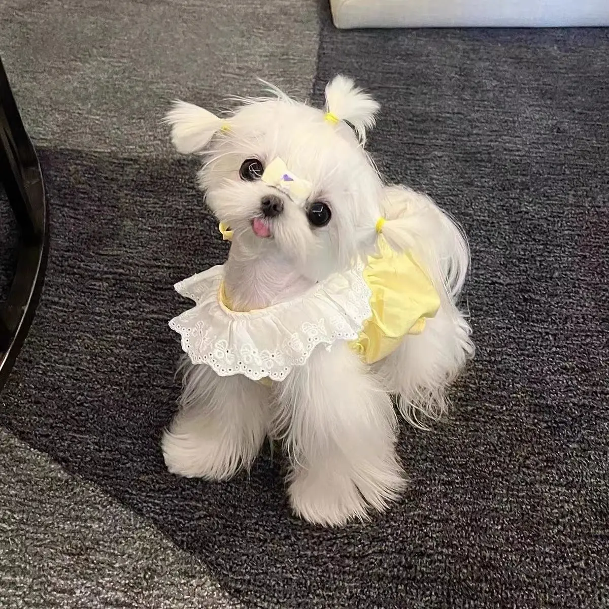 Vestido con cuello de encaje para mascotas, vestido bonito de estilo princesa de color caramelo para gatos y perros, chaleco de verano, Top fino, primavera y verano - imagen 2