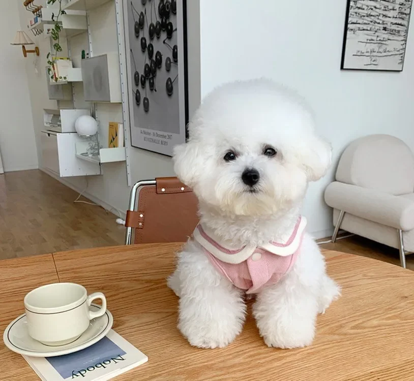 Chaleco de cuello azul marino para Mascotas, ropa de perro de dibujos animados, disfraz de gato, Labrador fino, bonito, azul oscuro, para niño y niña - imagen 3