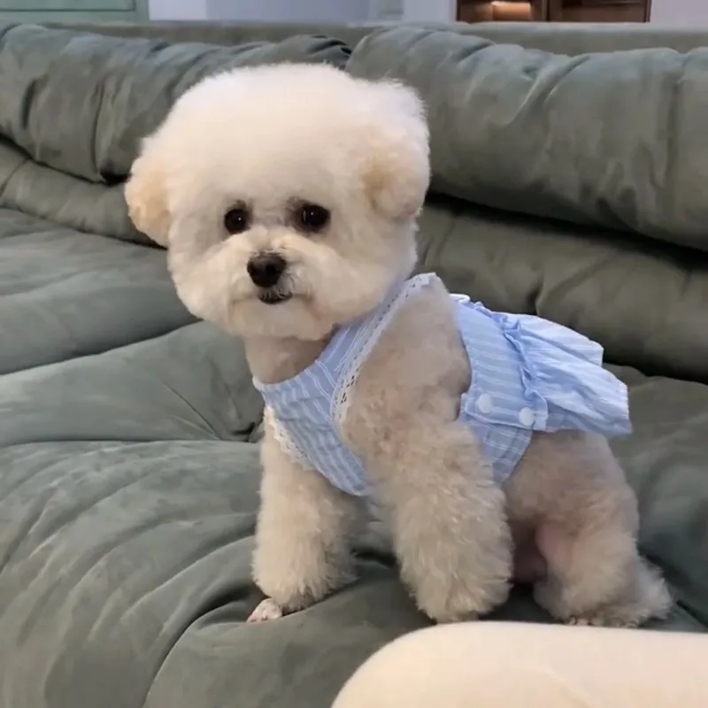 Vestidos para perros azul fresa, ropa para cachorros, primavera y verano, faldas de tracción finas y bonitas de princesa Sle Teddy Bichon para cachorros pequeños - imagen 3