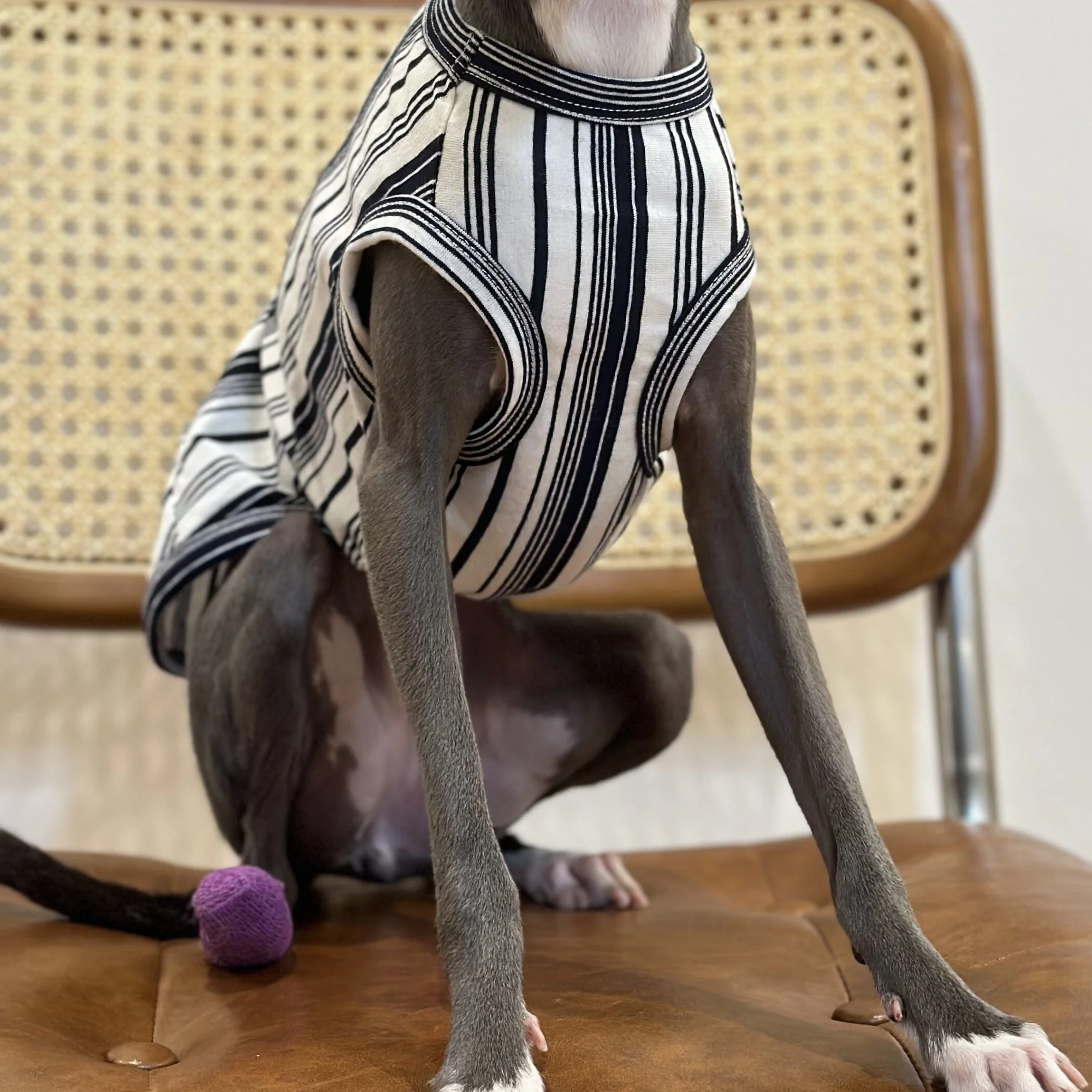 Camiseta deportiva de algodón para perros en primavera Chaleco de rayas Elestic Soft Spring para galgo italiano Ropa de estar por casa de verano para Whippet - imagen 5