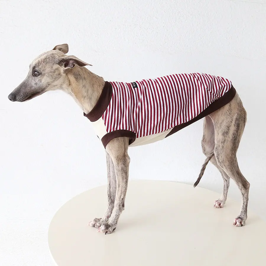 Camiseta rayas de algodón transpirable para galgo italiano y whippet - imagen 3