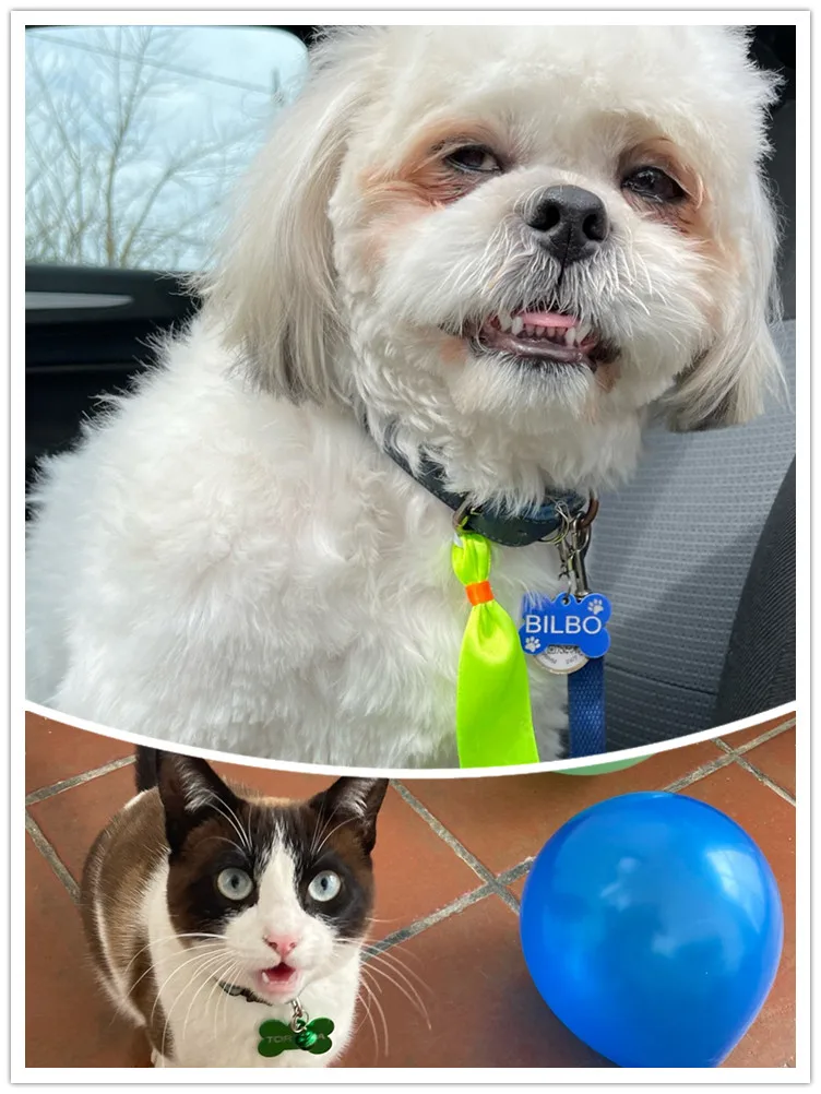 2 uds. Etiqueta de identificación de perro con grabado láser gratis, colgante antipérdida para cachorros y gatos, etiquetas de nombre, collares para perros, Collar personalizado para mascotas - imagen 3