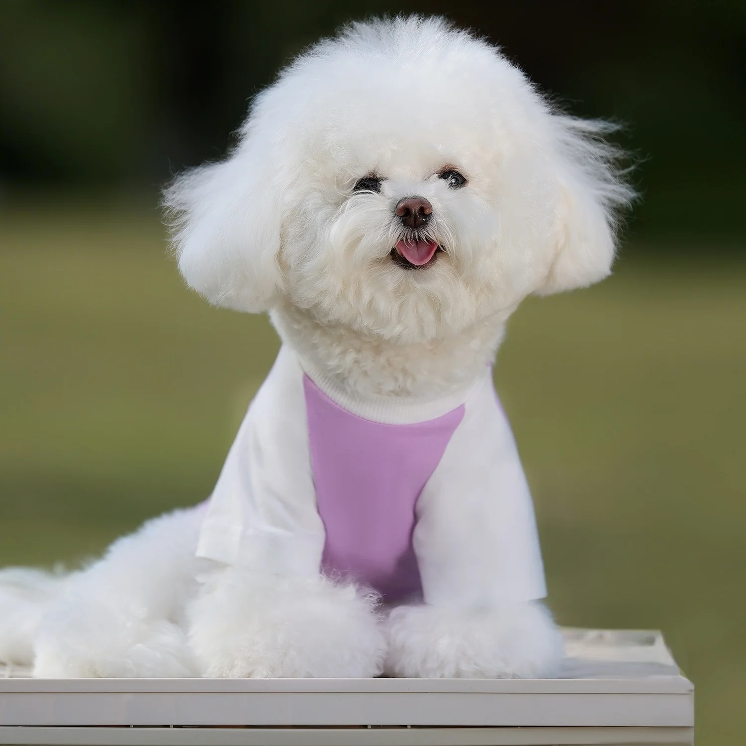 Camisa suave y transpirable para perros y gatos, ropa para mascotas para todas las estaciones, camiseta ligera para mascotas, ropa para mascotas Frenchie Dachshund - imagen 3