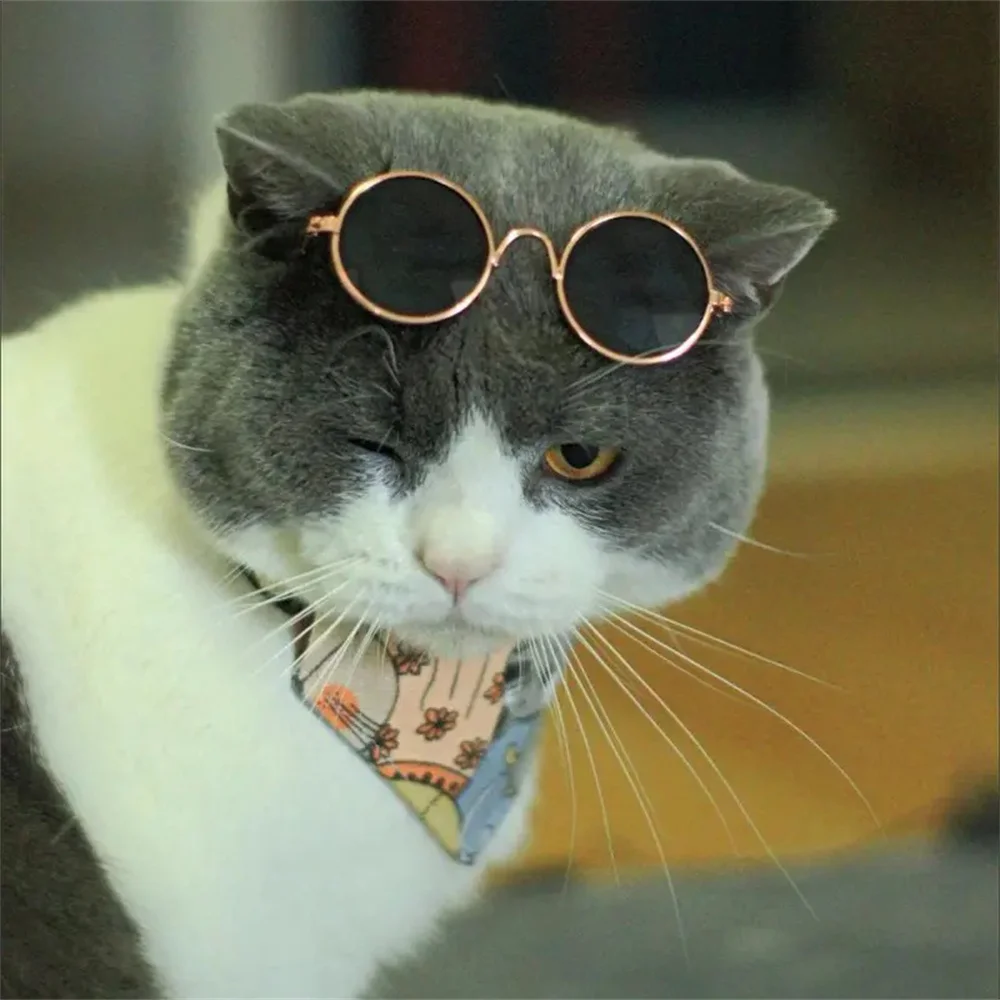 Gafas de Sol para Mascotas - imagen 4