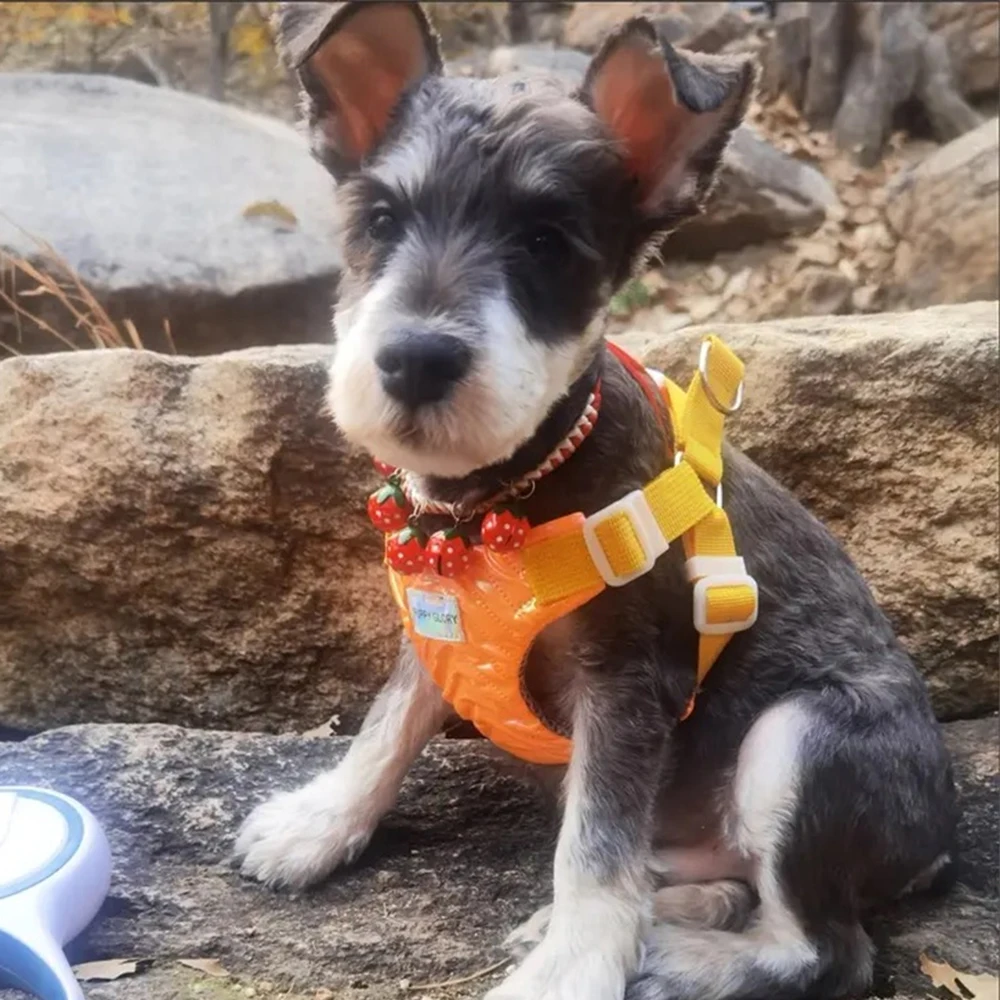 Chaleco de moda para perro, arnés sin tirones, impermeable, para el pecho de mascotas, perros pequeños, Schnauzer bichones, cachorro, suministros para caminar al aire libre - imagen 3