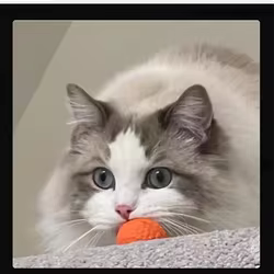 Pelota arcoíris para gatos y perros – Juguete interactivo masticable