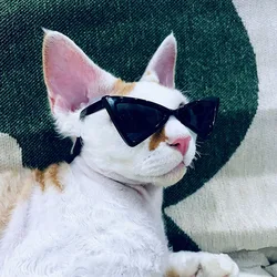 Gafas de sol para gatos y perros pequeños – Protección UV
