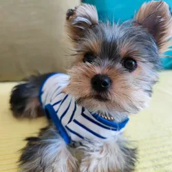 Ropa para perros Yorkshire Terrier y Chihuahua: chalecos y camisas