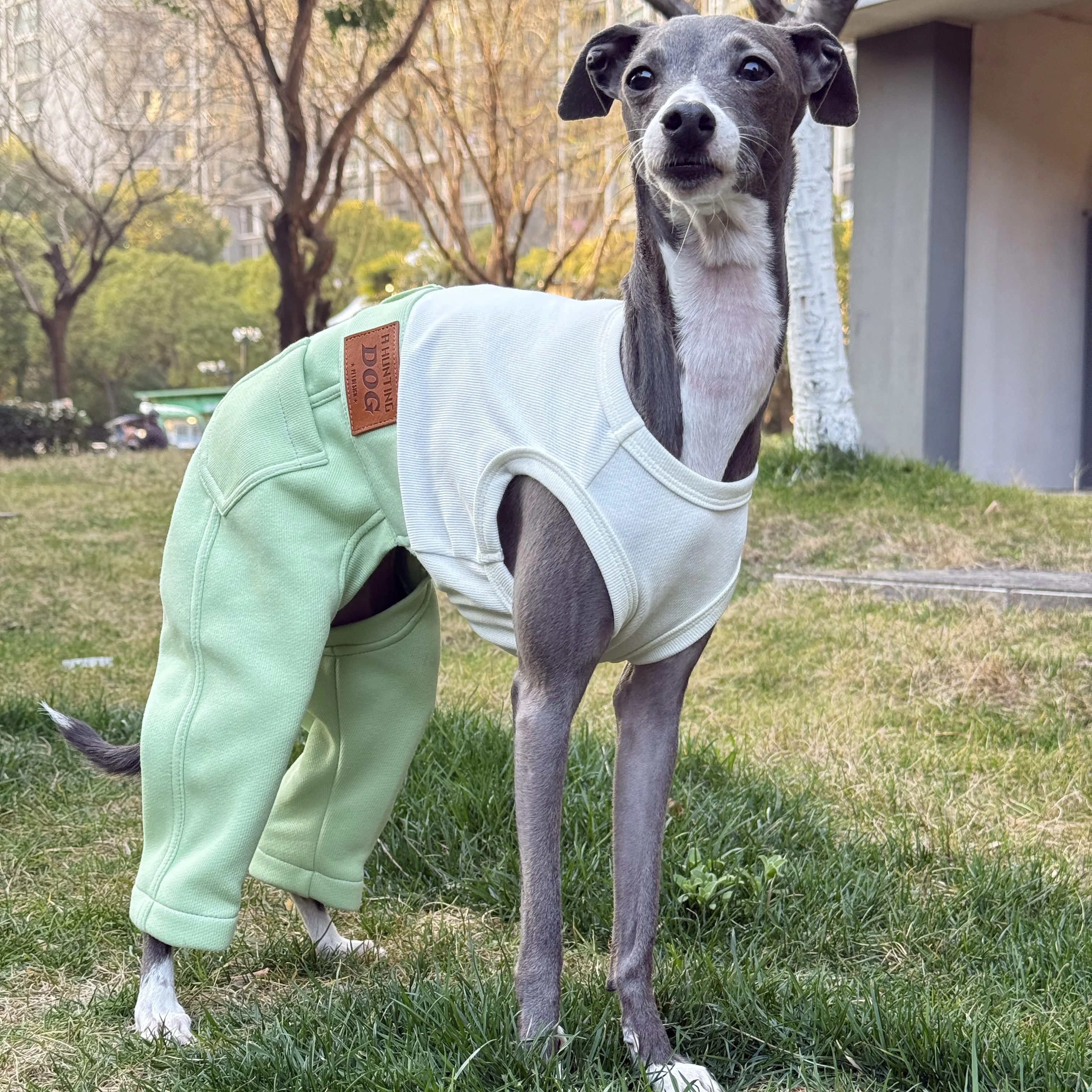 Ropa vaquera de una pieza a la moda para galgo italiano, ropa para perros de alta elasticidad con pantalones en verano para Terrier Whipbit - imagen 4