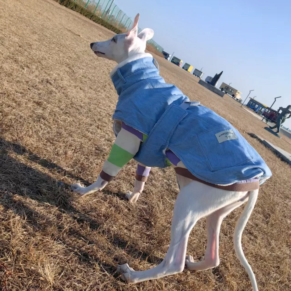 Chaqueta vaquera con capa de lana azul para galgo italiano, abrigo de algodón grueso a prueba de viento y cálido con cuello alto para perros Whippet Berlington - imagen 4