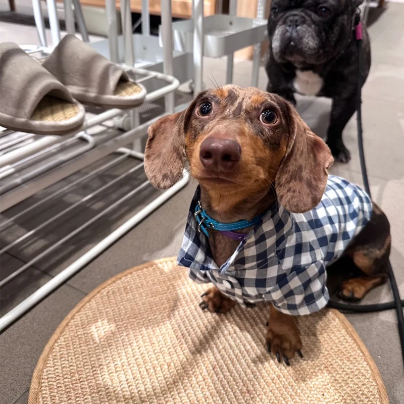 Abrigo de algodón a cuadros de manga larga para perros pequeños Wiener, abrigo de primavera y otoño para perros tejón, pijama suave, camisa para perros salchicha - imagen 2