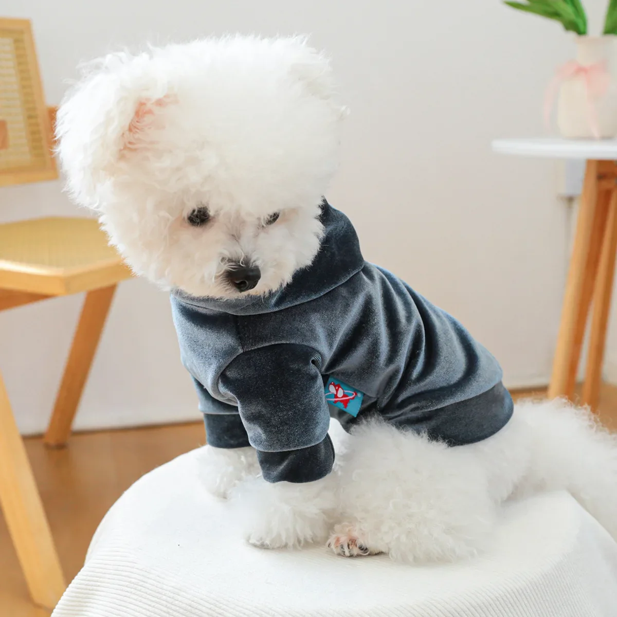 Sudadera con capucha de terciopelo para mascotas, ropa para perros/gatos, otoño/invierno, nueva Sudadera con capucha de terciopelo, ropa de diseñador para perros, sudaderas con capucha para perros - imagen 2