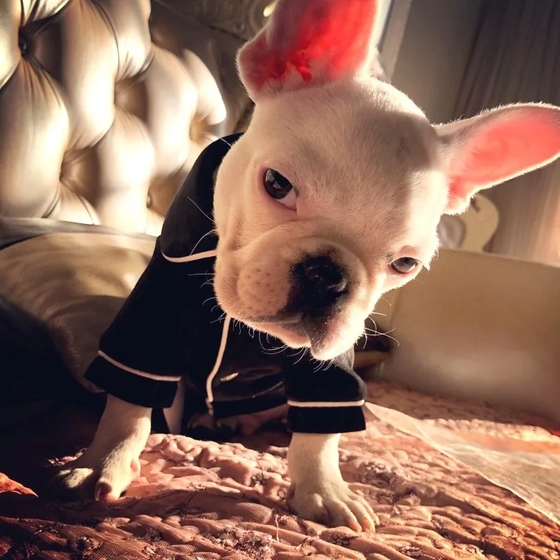 Pijamas bonitos para mascotas, ropa de dormir para perros y gatos pequeños, disfraz de invierno para perros, camisas para cachorros, camiseta para Chihuahua, peluche - imagen 4