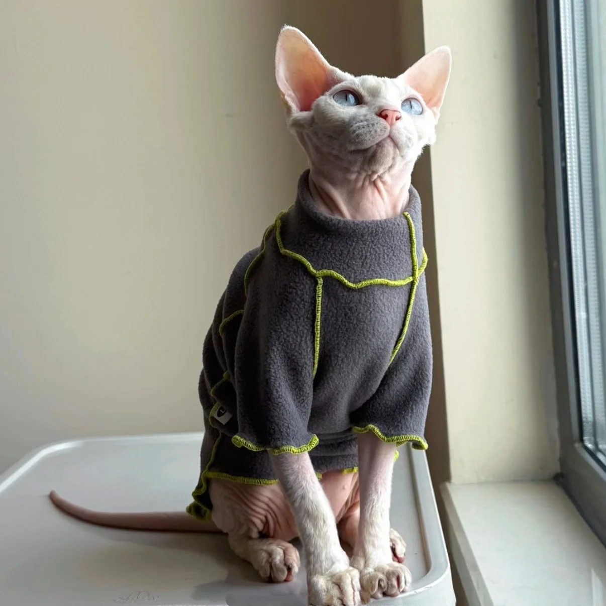 Gato Sphynx con abrigo polar gris