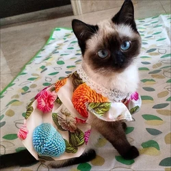 Vestido verano estampado 3D para perros pequeños y gatos – Cuello encaje