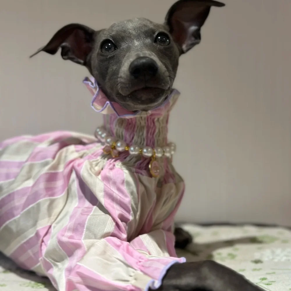 Ropa de perro hembra primavera verano camisa rosa de mangas abullonadas para pequeño galgo tela fresca mangas largas abrigo suave para perro caniche