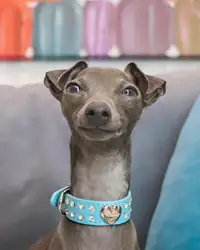 Collar de cuero con diamantes para galgos y Whippet – Elegante y cómodo