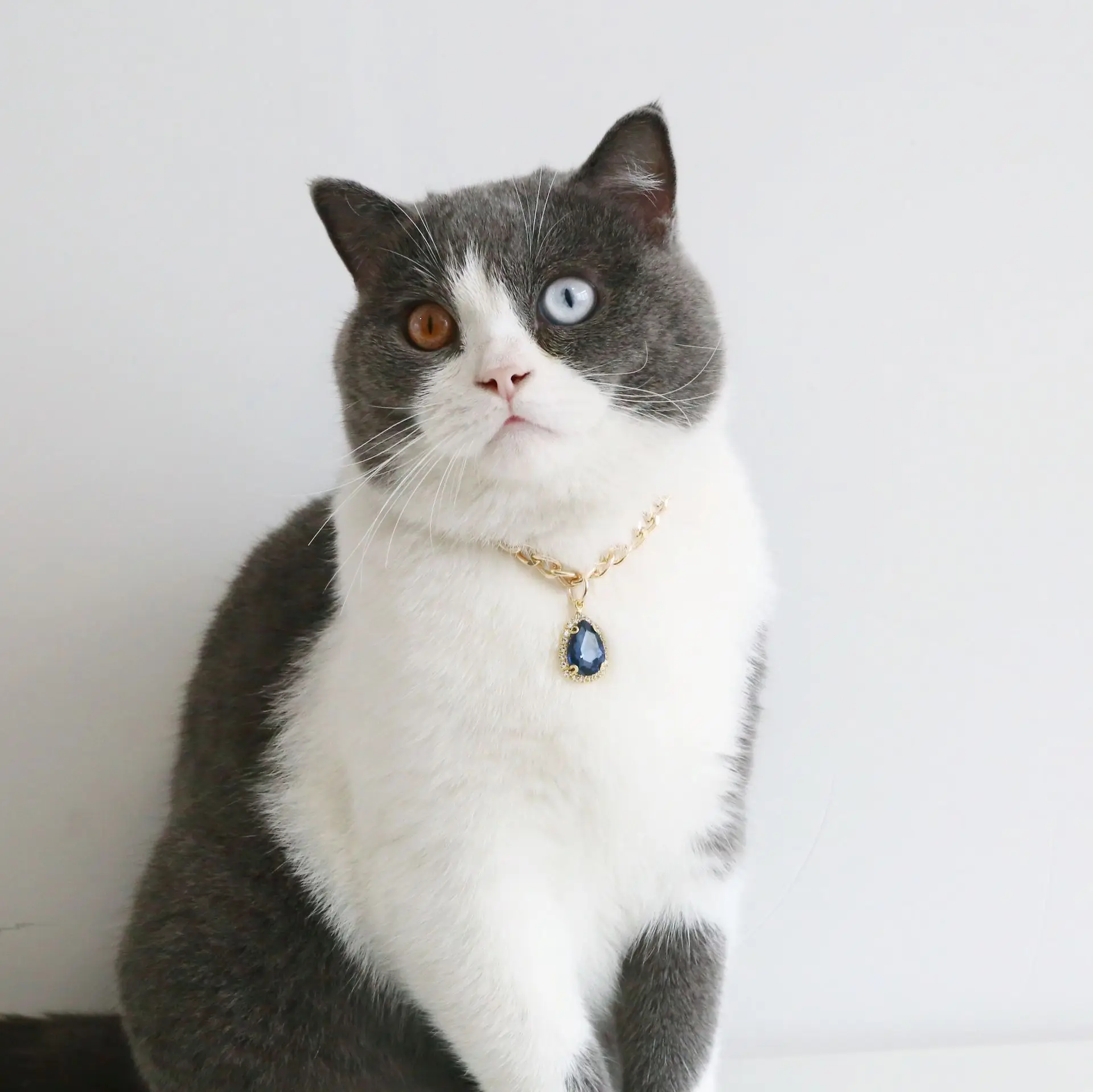 Collar de gato a la moda para gatos, cachorros, diseño de lujo, accesorios de joyería para mascotas, Collar de cadena con colgante de corazón de diamante - imagen 4