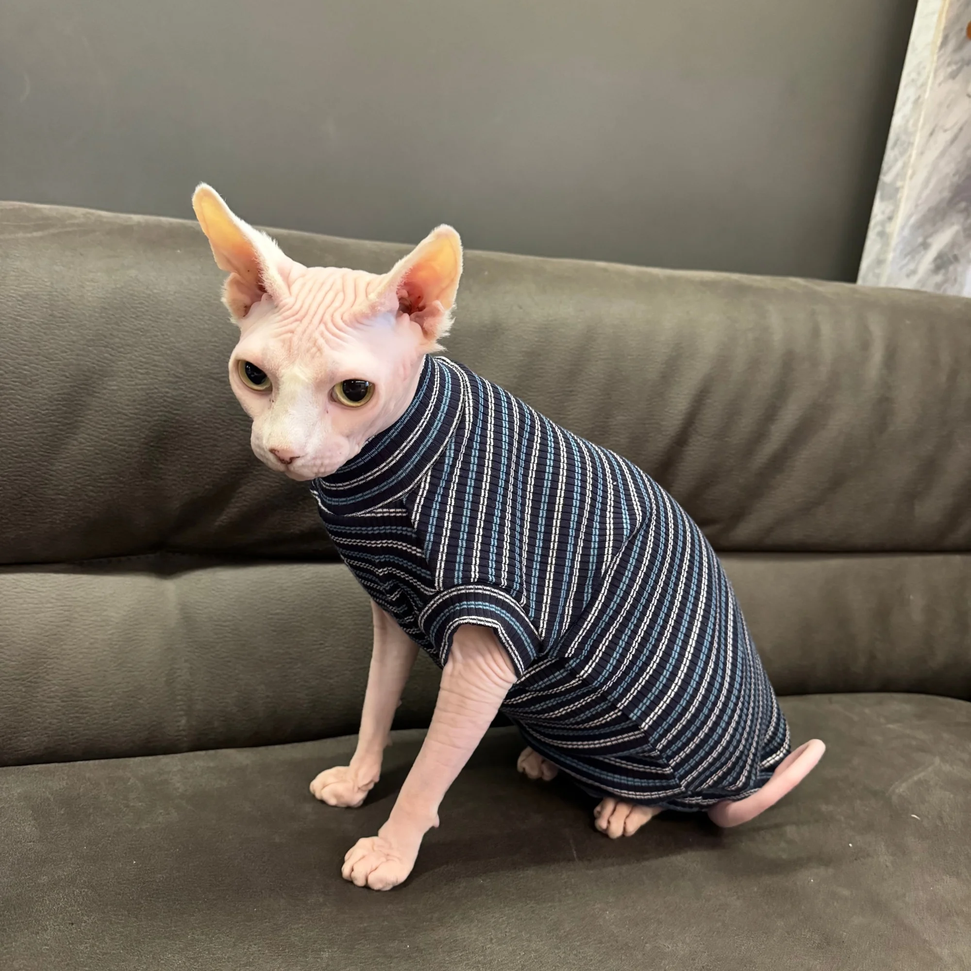 Camiseta de algodón a rayas manga corta para gatos Sphynx y Devon Rex - imagen 5