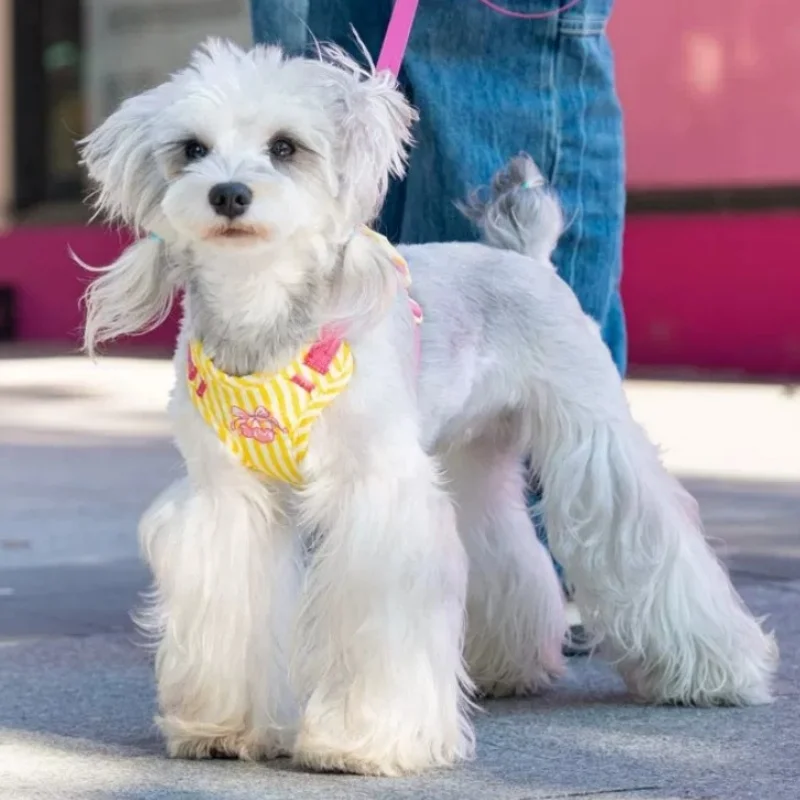Arnés chaleco ajustable estampado cereza para perros y gatos - imagen 5