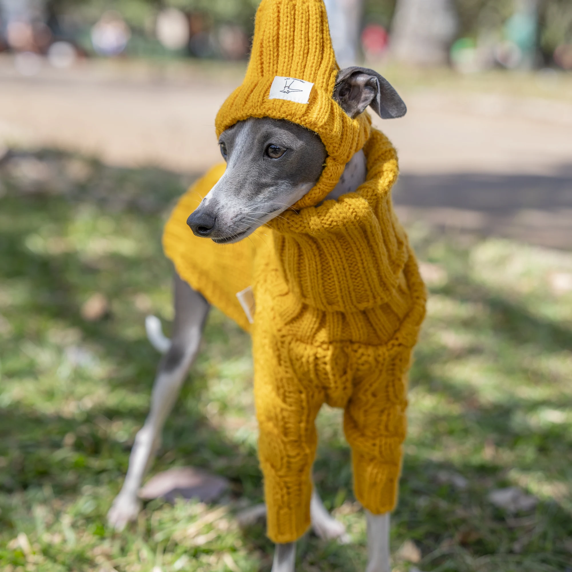 Suéter cálido de otoño para mascotas, ropa elegante de cuello alto para galgo italiano, ropa Whippet - imagen 5