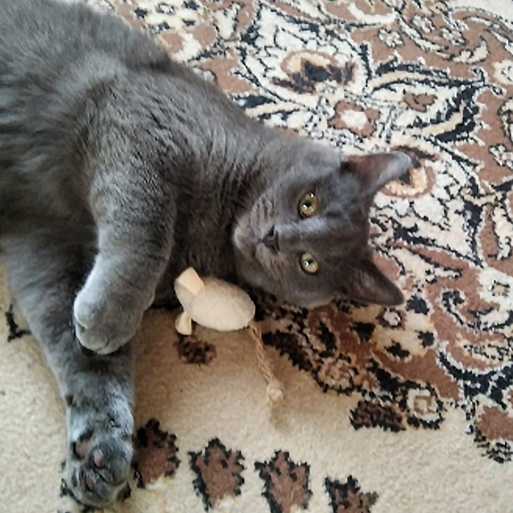 3 Juguetes Gatos Mezcla - Hierba Gatera Ratones Peluche Gatito - imagen 5