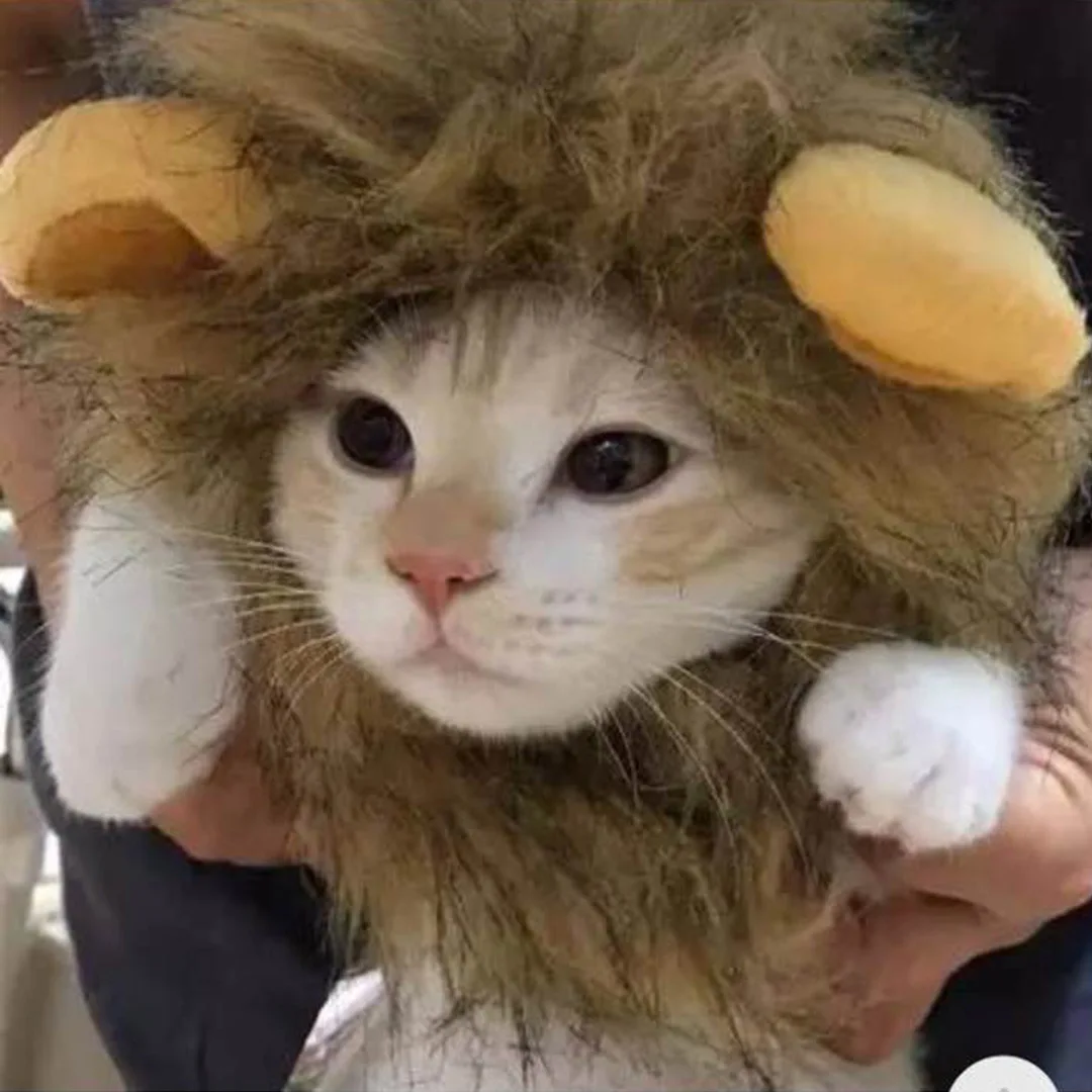 Bonita peluca de gato de crinera de León, sombrero para perros y gatos, accesorios de decoración para perros pequeños, peluca de León, disfraz, gorro de pelo elegante, suministros para mascotas - imagen 5