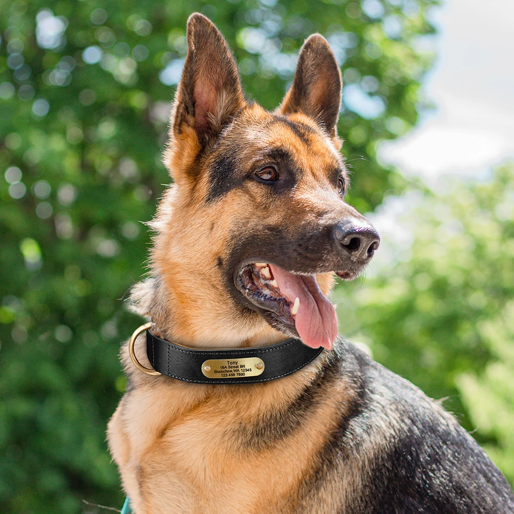 Collar de perro de cuero auténtico personalizado, collares duraderos de cuero genuino para perros, Collar con etiqueta de identificación de mascota grabada gratis para perros pequeños y grandes - imagen 5